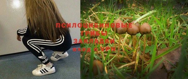 ПСИЛОЦИБИНОВЫЕ ГРИБЫ Богданович